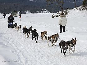 chien leveurs chiens photos
